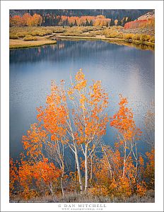 Shoreline Aspens, Autumn