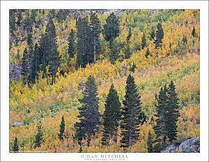 Conifers And Scrub Aspens