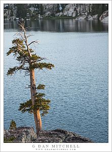 Shoreline Tree, Evening Light