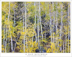 Slender Aspens, Autumn