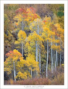 Tall Aspen Grove, Autumn