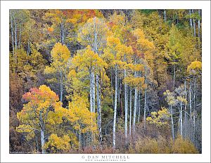 Tall Autumn Aspen Trees