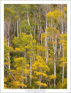 Tall Aspens, Autumn