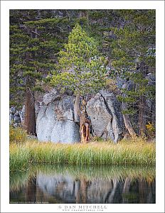 Forest, Boulder, and Pond