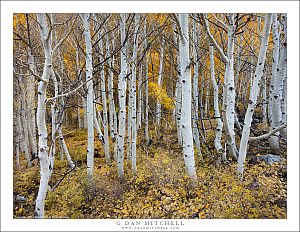 Aspen Trunks, Fallen Leaves