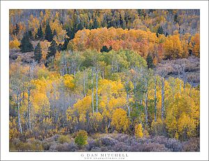 Eastern Sierra Aspens