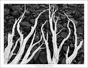 Fallen Snag, Dry Tarn