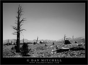 GhostForestTawnyPointBW20070809