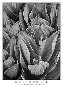 CornLilyGroupBW20100630