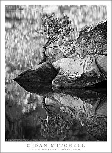 LowerYoungLakeTreeRockReflection20100915