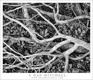 McCabeForestFloorBranchesBW20110918