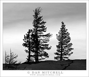 OlmstedTreeSkySilhouetteBW20110618