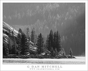Shoreline, Trees, Morning