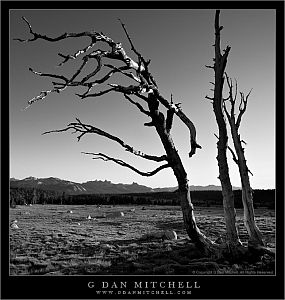 ThreeSnagsGaylorBW2007 07 02