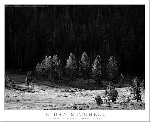 TiogaMeadowFirstLightTreesBW20100724