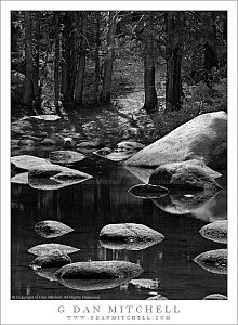 TiogaTarnRocksForest20090607