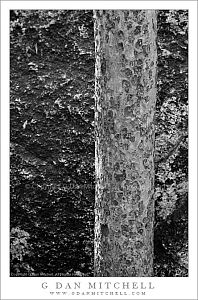 TreeAndRockTuolumne20090708