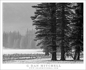 Trees, Meadow, Morning Fog