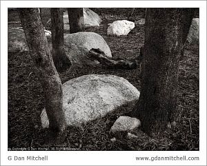 YoungLakeForestFloor2007 08 11