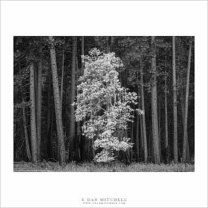 Oak Among The Conifers