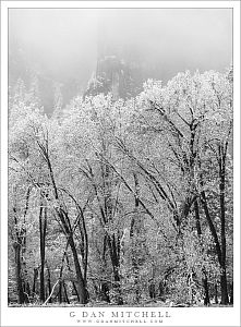 Black Oaks, Spring Snow
