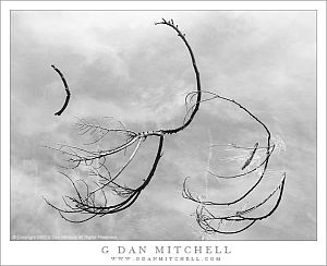 Branches and Clouds, Merced River