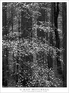 Dogwood Blossoms, Dark Forest