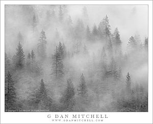 EveningFogAndForest20101030