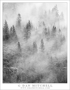 EveningFogAndForestVertBW20101030