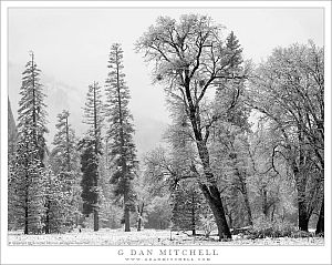 Trees and Falling Snow