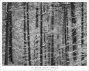 Forest, After Snow