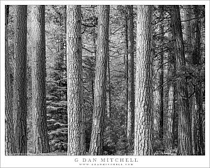 Forest Scene