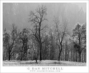LeidigMeadowTreesBW20091101