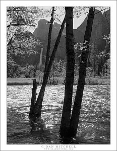 Trees, Merced River, Bridal Veil Fall