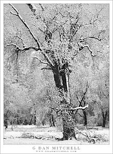 Oak in Winter