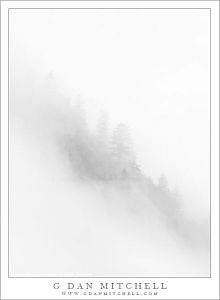RidgeTreesMistBW20101030
