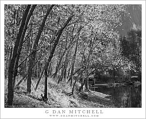 RiverBankCottonwoodThicketBW20131030