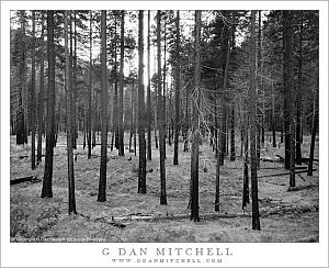 YoseValleyBurnedForestEveBW20101031