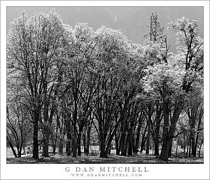 YoseValleyTreesNewGrowthBW20090510