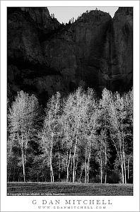 YosemiteFallsTreesBW2007 11 03