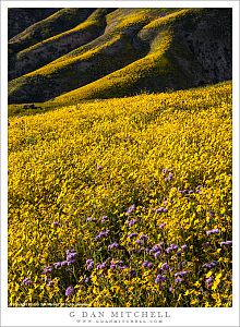 Wildflowers, Central California Hills