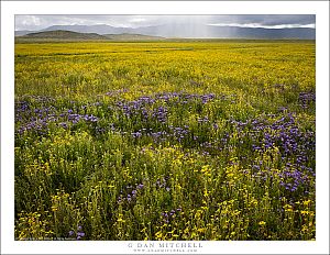 Spring Wildflowers and Rain