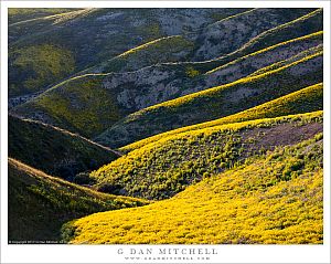Flower-Covered Hills