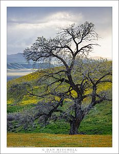 Oak Tree, Clearing Spring Storm