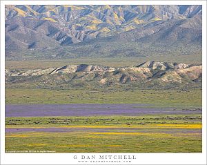 Spring Bloom, Temblor Range