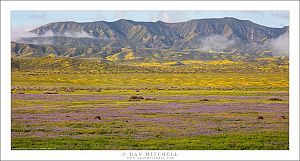 Spring Bloom, Valley and Mountains