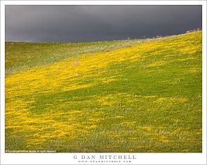 Spring Growth, Stormy Sky