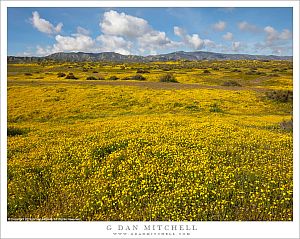 Spring Wildflowers, Temblor Range