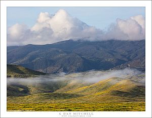 Spring Flowers, Mountains, And Clearing Fog