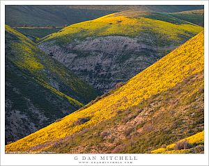 Temblor Range Wildflowers, Evening